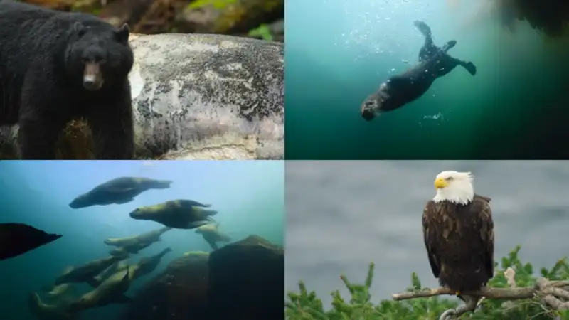 island , of , the , sea , wolves ,   , 2022 , season , 1 , dual , audio , hindi-english , netflix , original , web , series