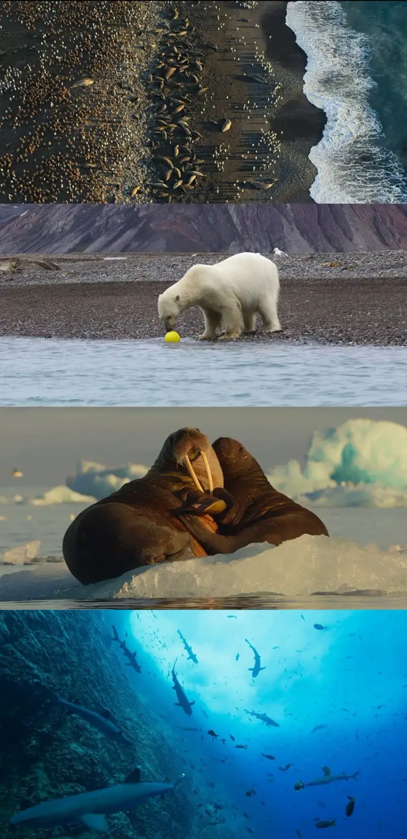 download our , oceans , 2024 , season , 1 , {hindi-english-}| , netflix , original , web , series