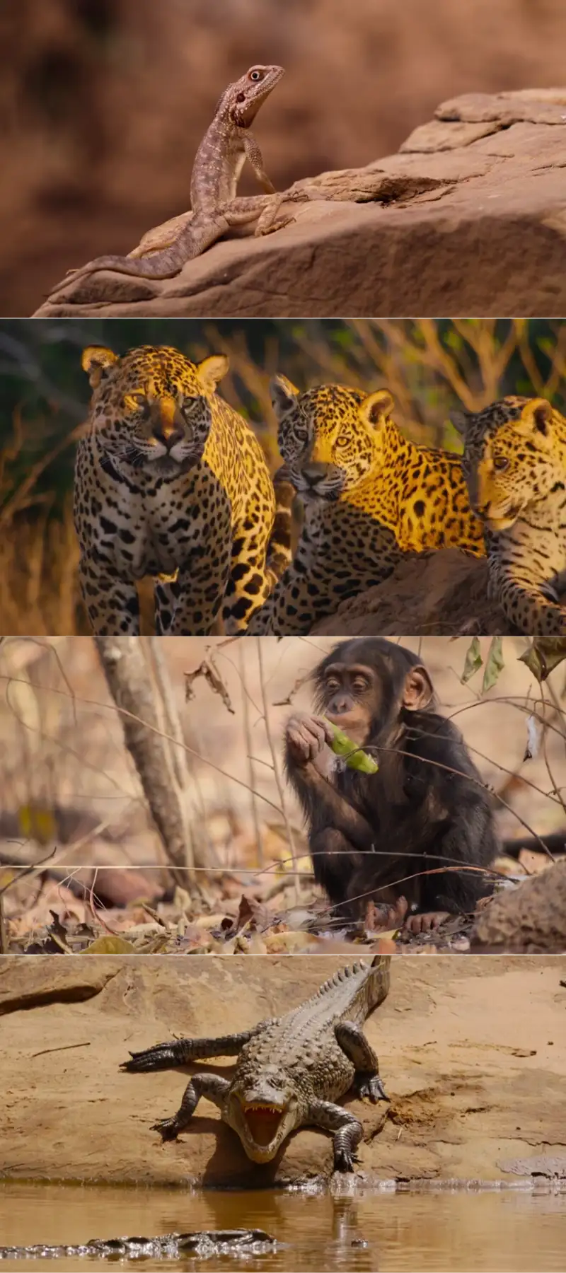 downloadour , living , world , 2024 , season , 1 , {hindi-english}| , web , series