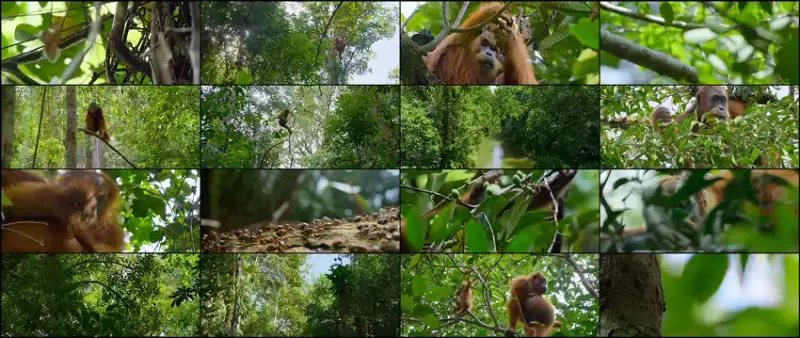 secret , lives , of , orangutans , 2024 , hindi-english