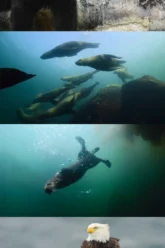 Download Island of the Sea Wolves   | 2022 | Season 1 | Dual Audio | Hindi-English | Netflix Original Web Series | 480p 720p 1080p